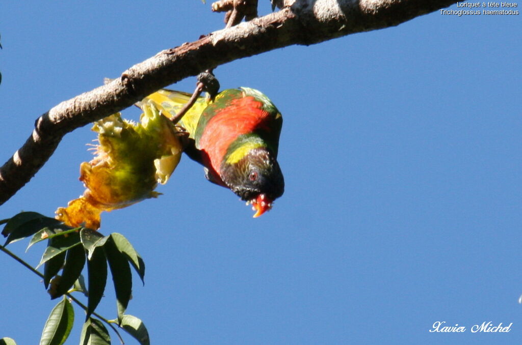 Coconut Lorikeetadult, identification, feeding habits