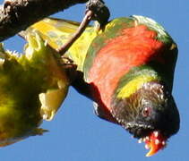 Coconut Lorikeet