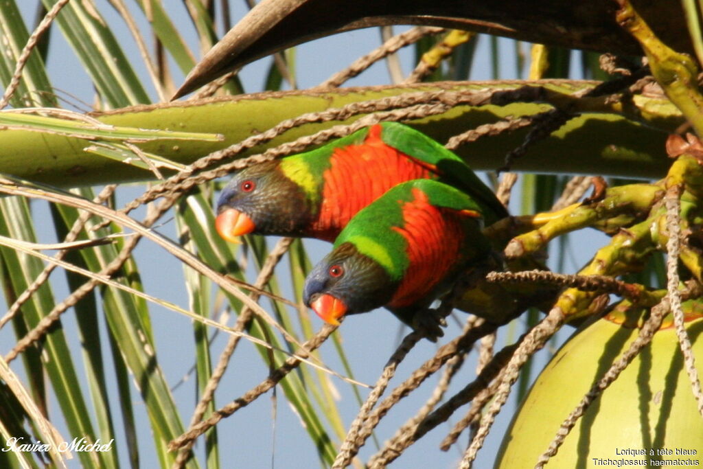 Coconut Lorikeetadult, identification