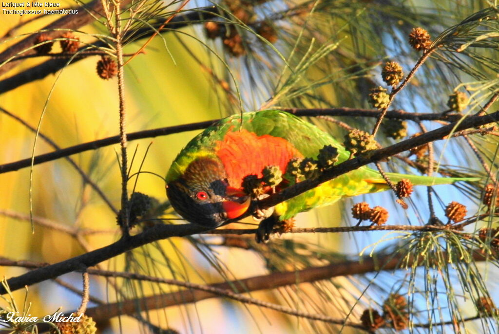 Coconut Lorikeetadult, identification, feeding habits