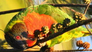 Coconut Lorikeet