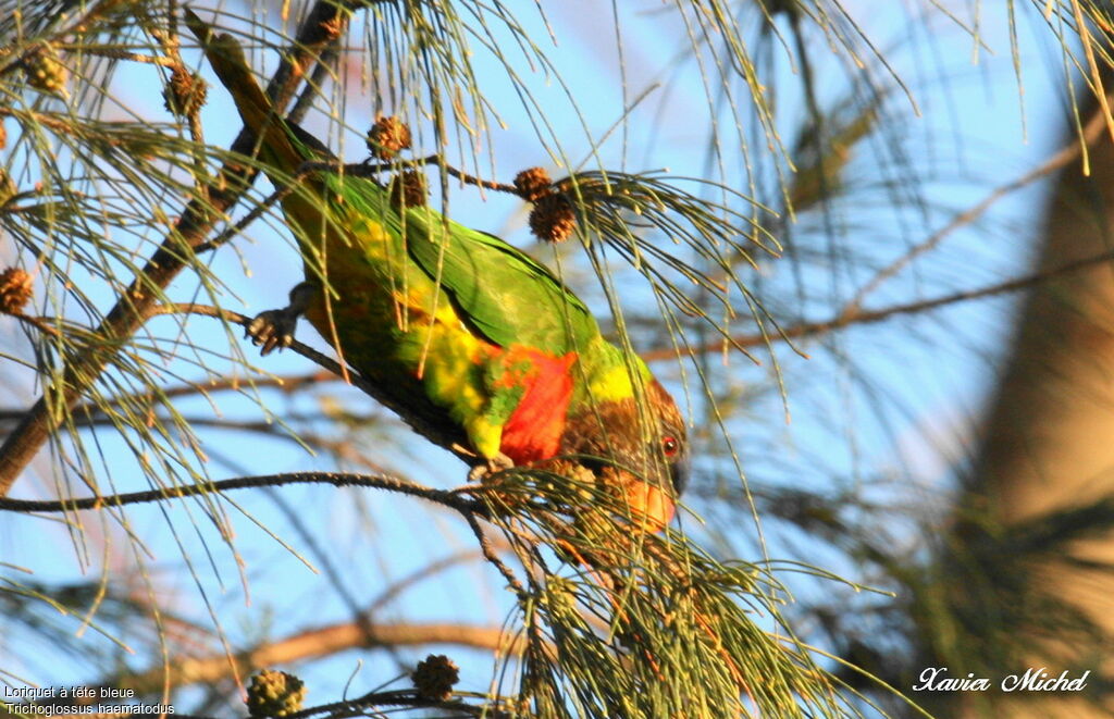 Coconut Lorikeetadult