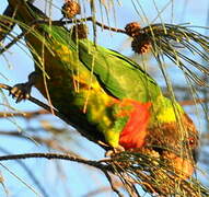 Coconut Lorikeet