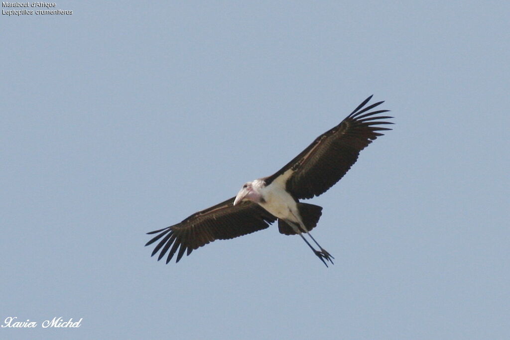 Marabou Stork