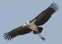 Marabou Stork