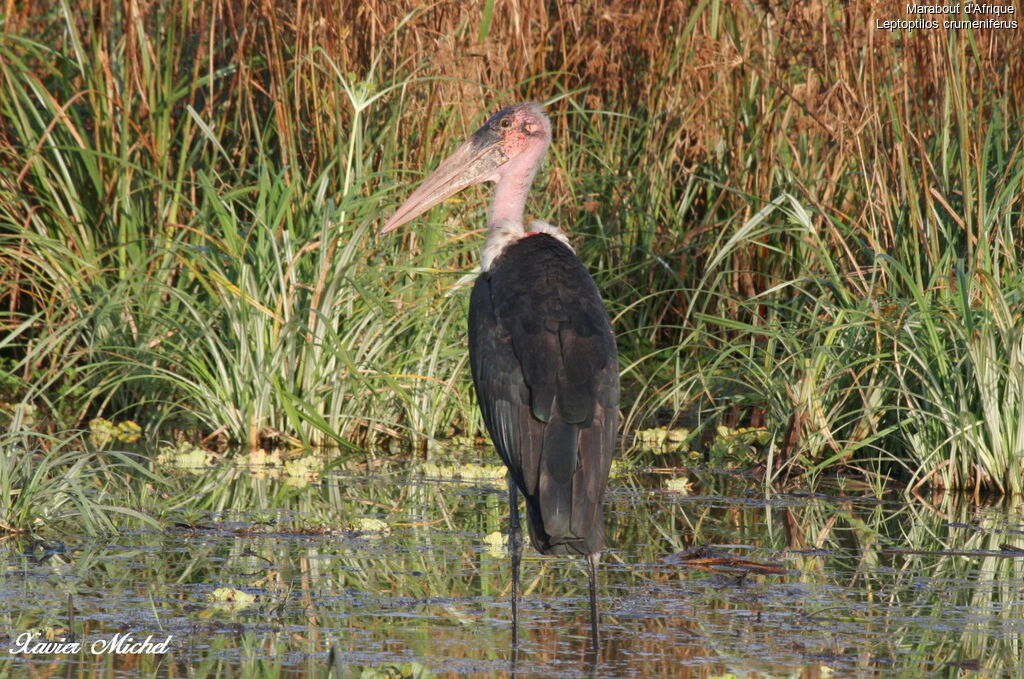 Marabou Stork