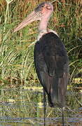 Marabou Stork
