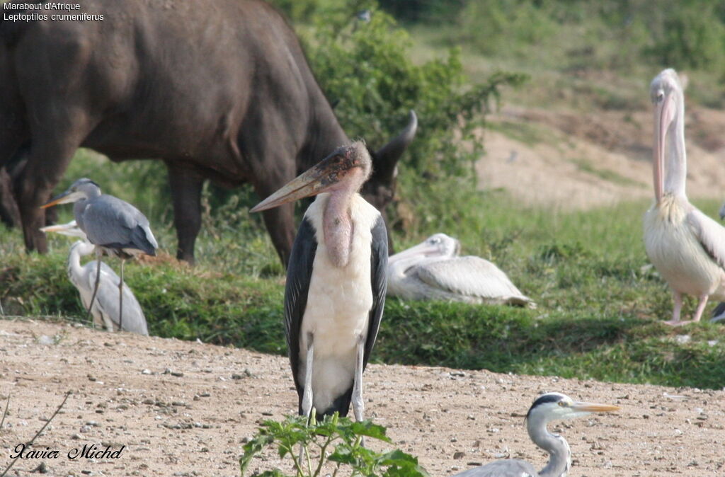 Marabou Stork