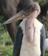 Marabou Stork