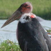 Marabou Stork