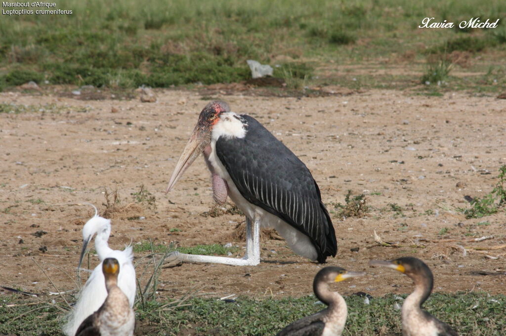 Marabou Stork