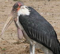 Marabou Stork