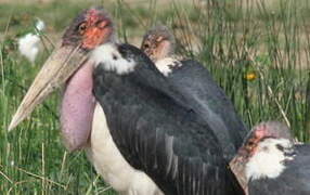 Marabou Stork