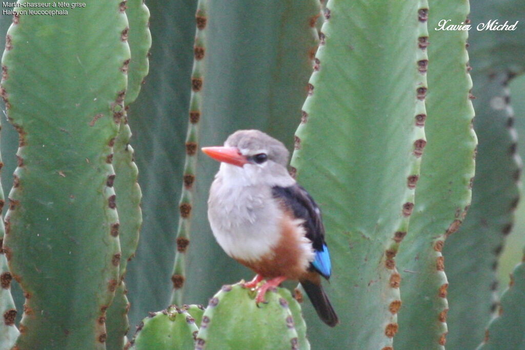 Grey-headed Kingfisher