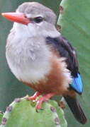 Grey-headed Kingfisher