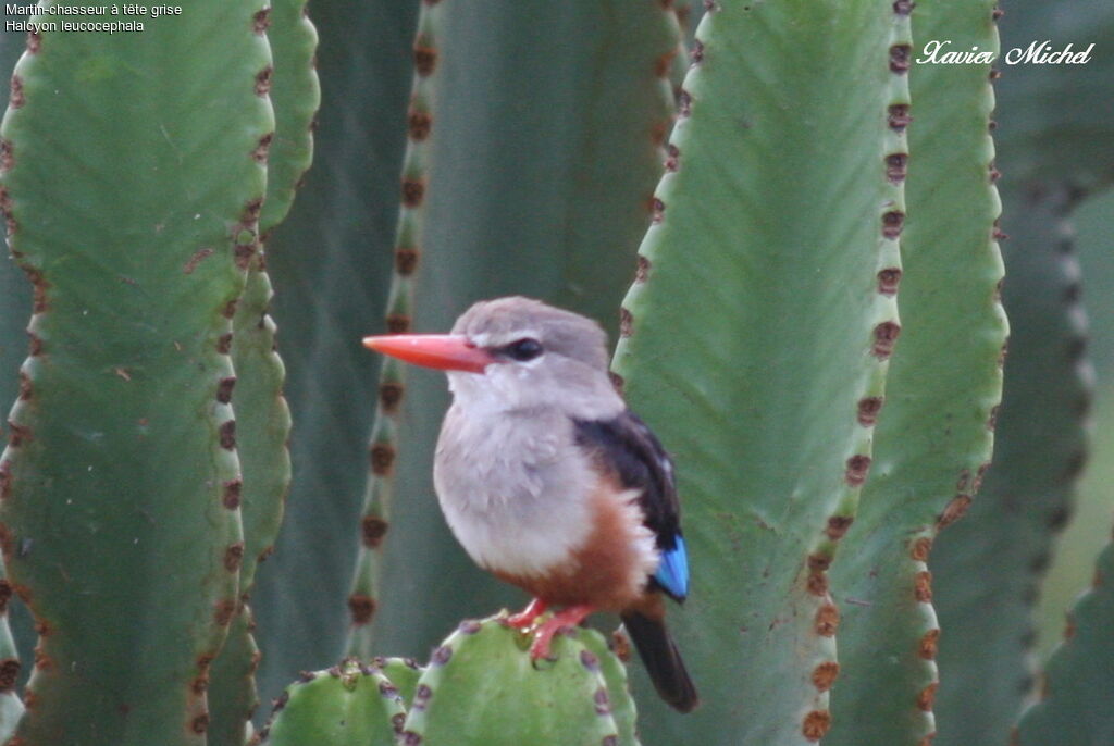 Grey-headed Kingfisher