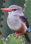 Grey-headed Kingfisher