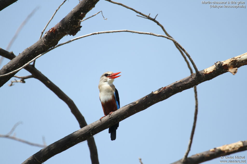 Grey-headed Kingfisheradult