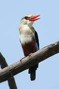 Grey-headed Kingfisher