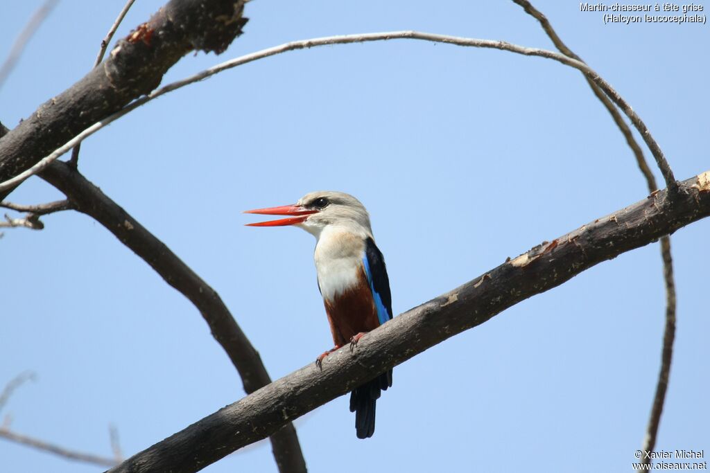 Grey-headed Kingfisheradult, identification