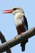 Grey-headed Kingfisher