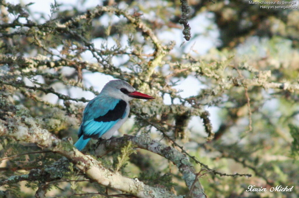 Woodland Kingfisher