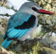 Woodland Kingfisher