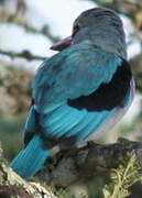 Woodland Kingfisher