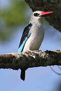 Woodland Kingfisher