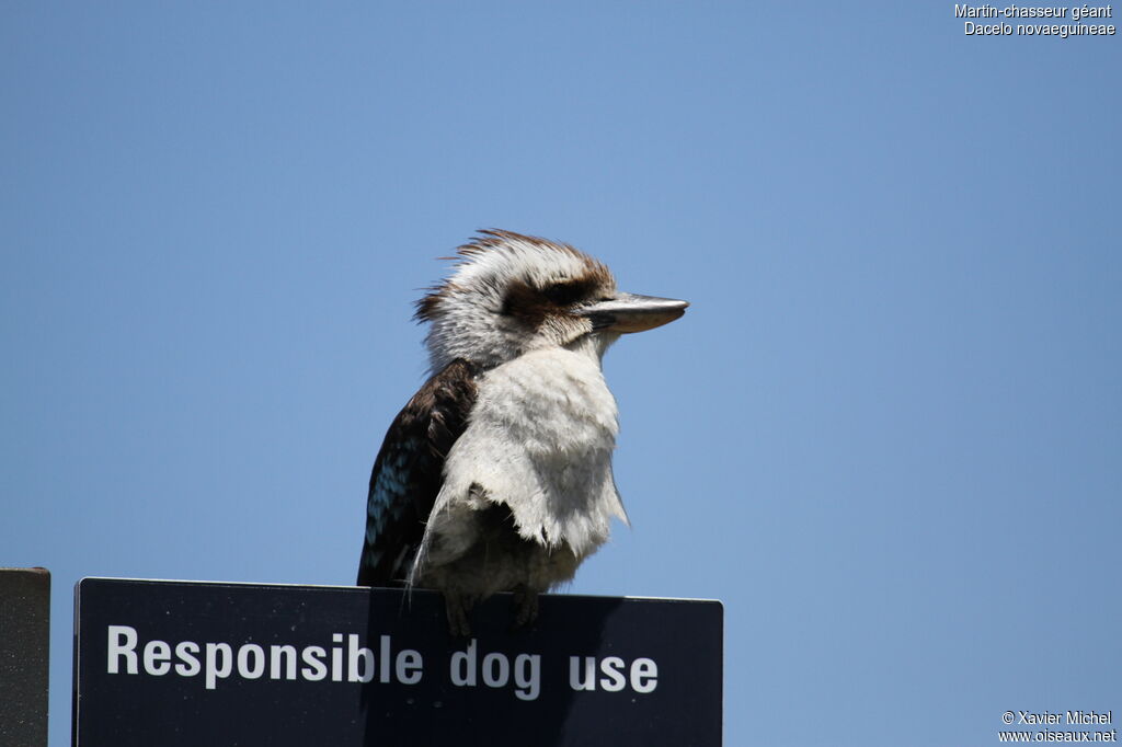 Laughing Kookaburra, identification