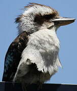 Laughing Kookaburra