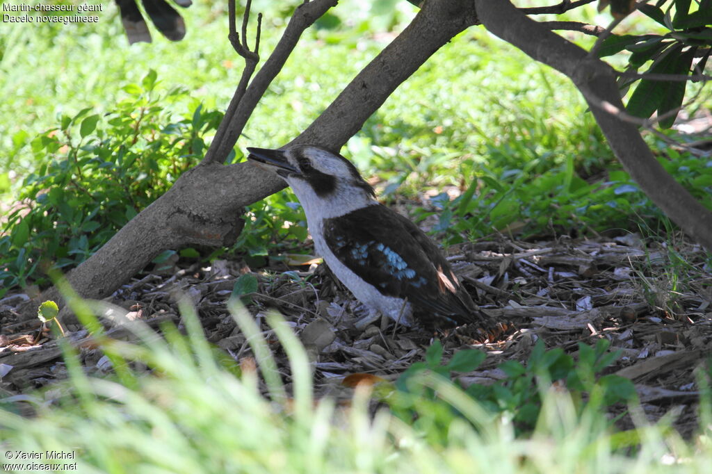 Laughing Kookaburra, identification