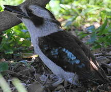 Laughing Kookaburra