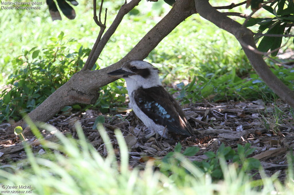 Laughing Kookaburra