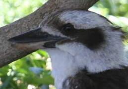 Laughing Kookaburra