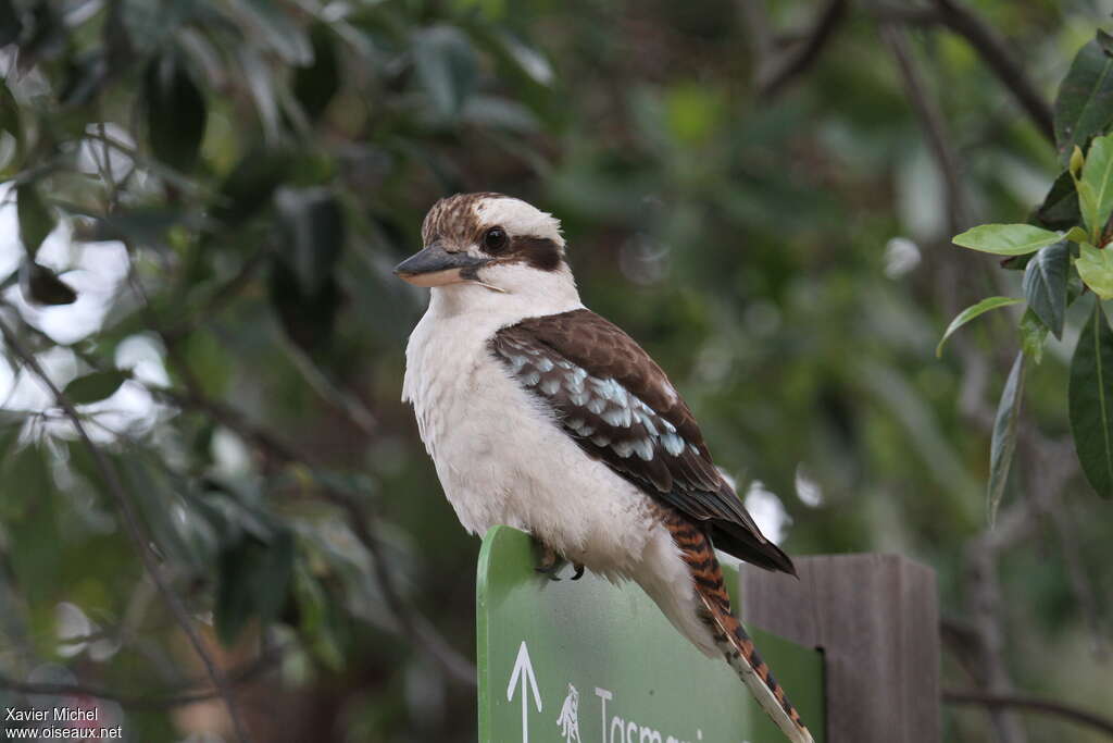 Martin-chasseur géantadulte, identification