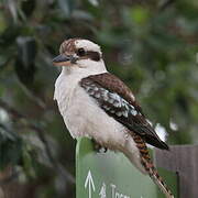 Laughing Kookaburra