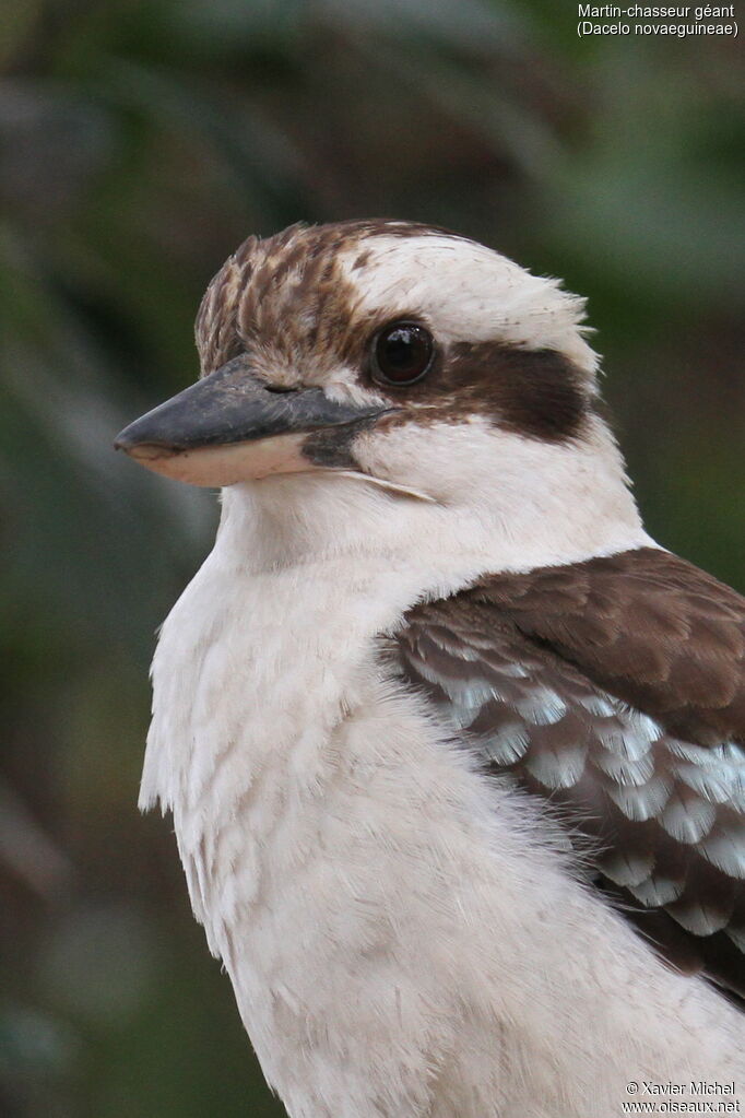 Laughing Kookaburraadult, close-up portrait