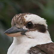 Laughing Kookaburra