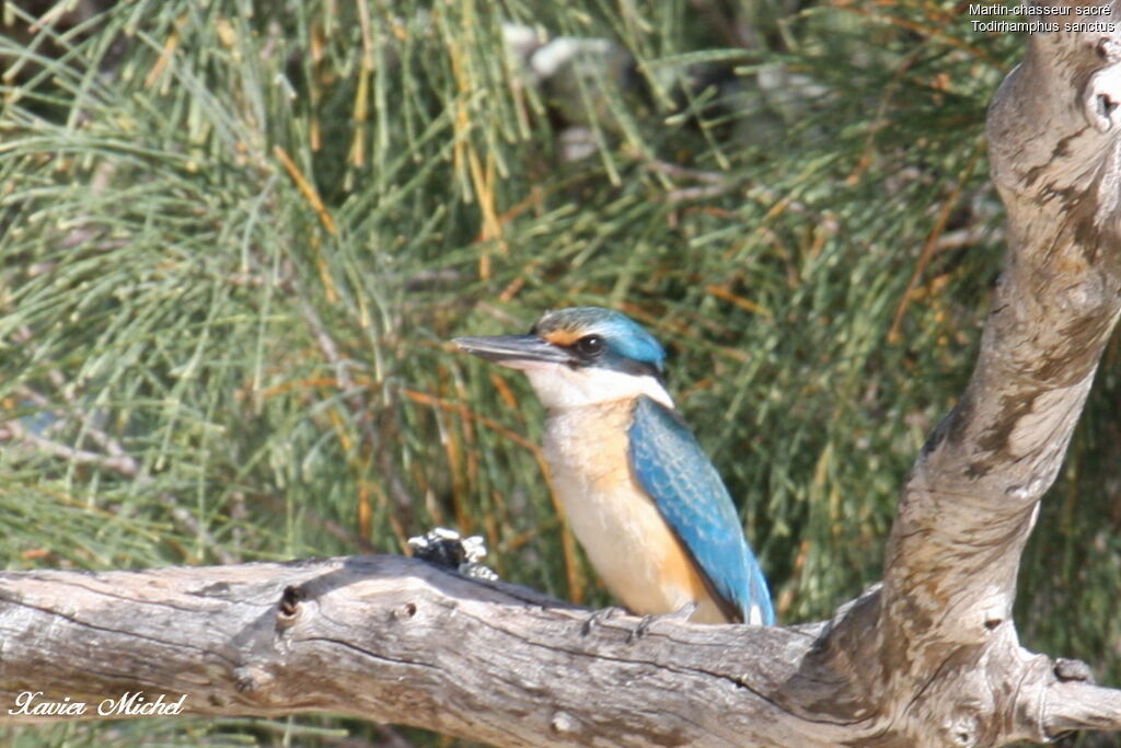 Sacred Kingfisheradult, identification