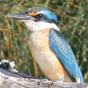 Sacred Kingfisher