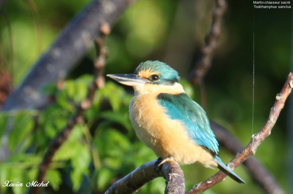 Sacred Kingfisheradult, identification