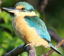 Sacred Kingfisher