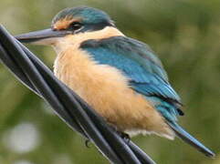 Sacred Kingfisher