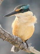 Sacred Kingfisher
