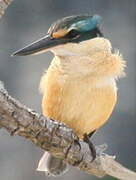 Sacred Kingfisher