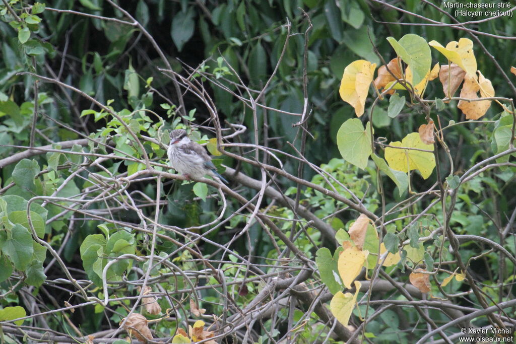 Striped Kingfisher