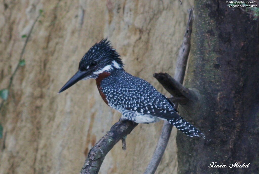 Giant Kingfisher