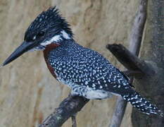 Giant Kingfisher