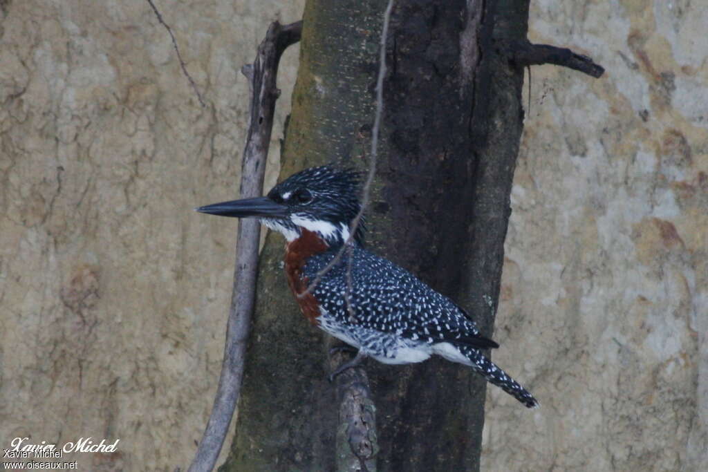 Martin-pêcheur géant mâle adulte nuptial, identification